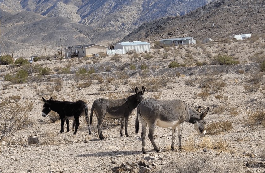 Beatty Burros