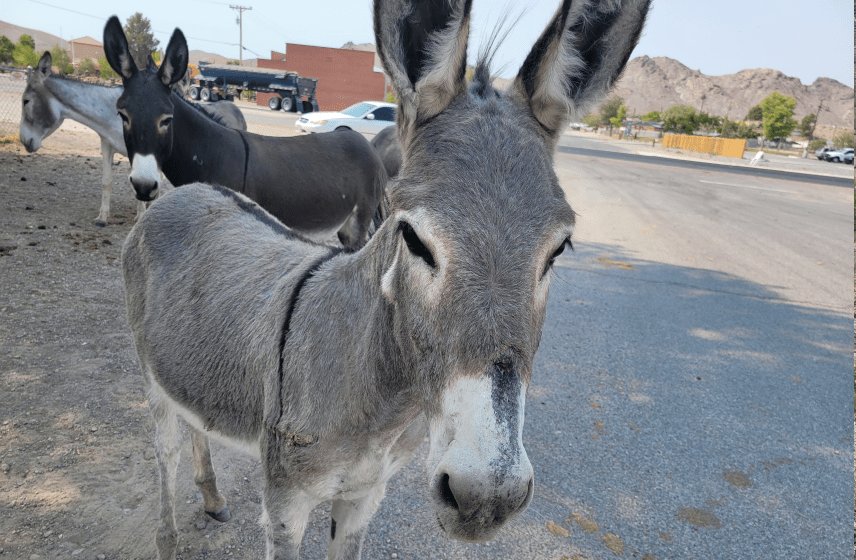 Beatty Burros