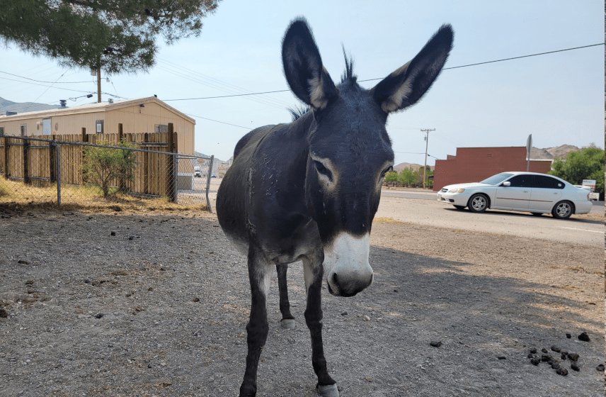 Beatty Burros