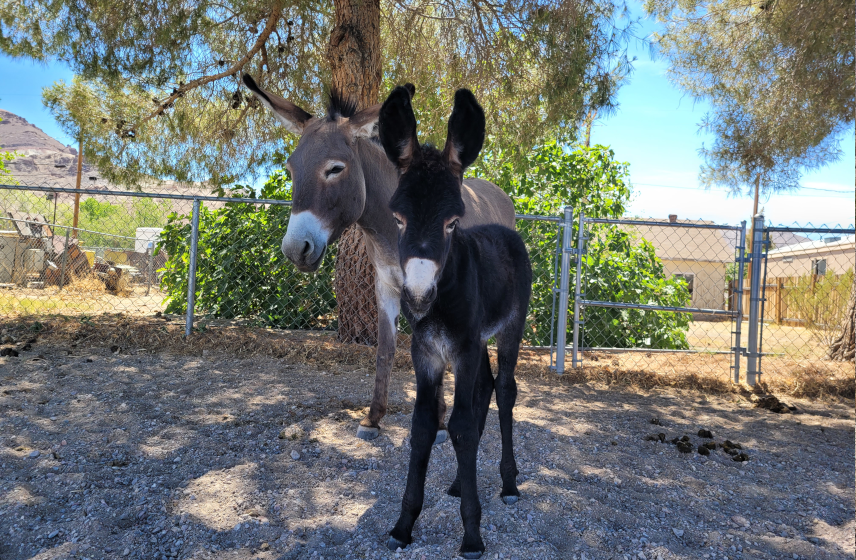 Beatty Burros1-1.png