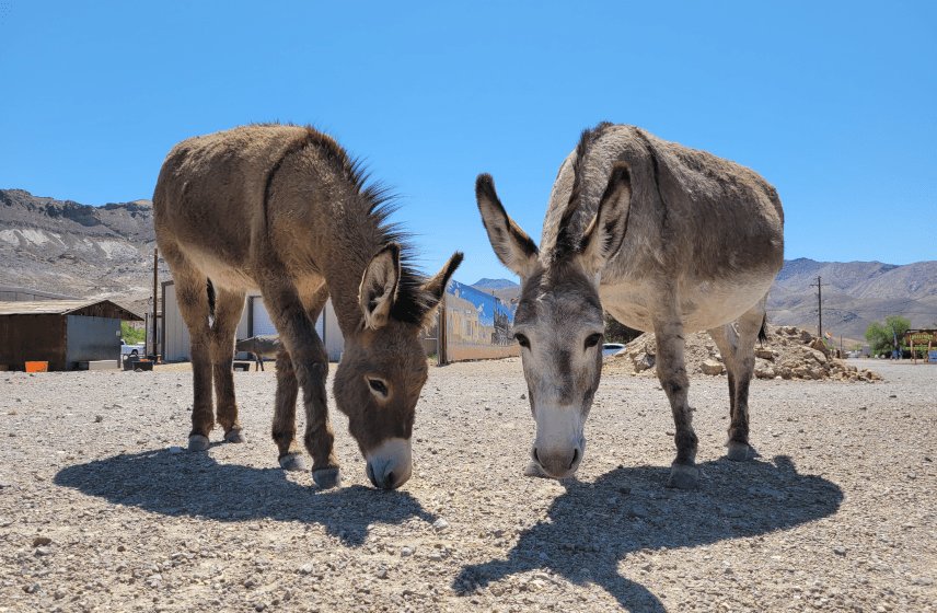 Beatty Burros