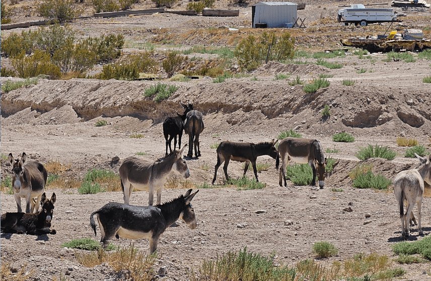 Beatty Burros