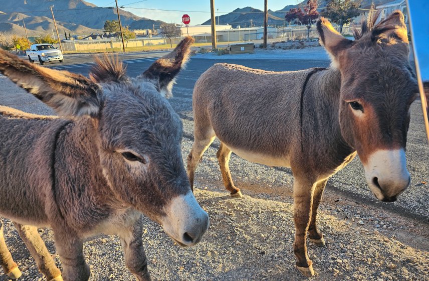 Beatty Burros