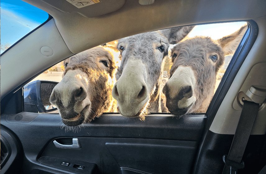 Beatty Burros
