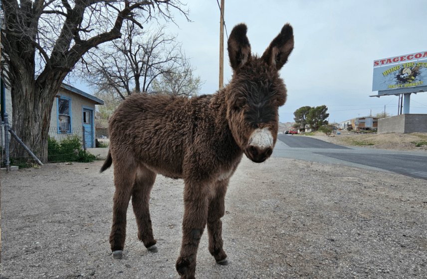 Beatty Burros