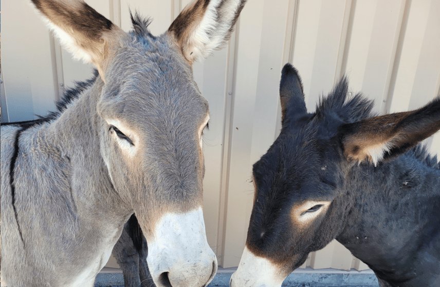 Beatty Burros
