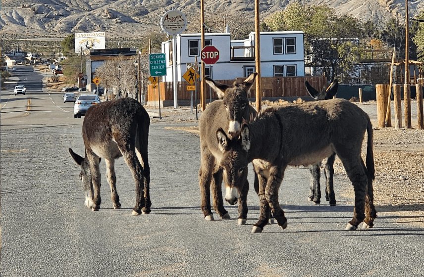 Beatty Burros