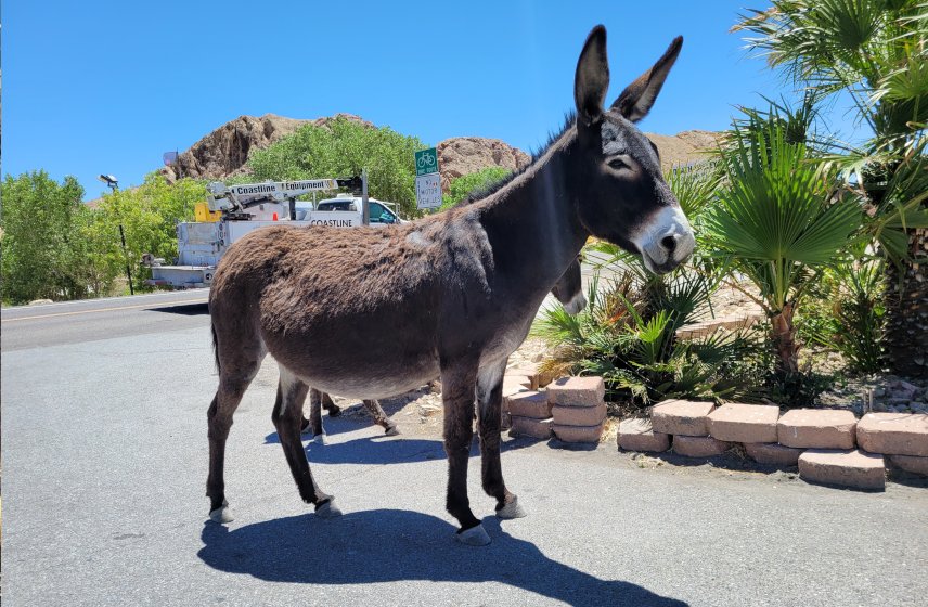 Beatty Burros